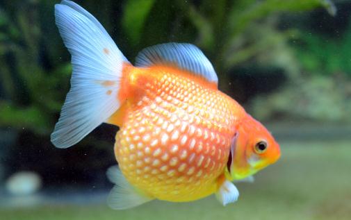 珍珠金魚有哪些品種？珍珠金魚的種類