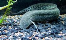 澳洲肺魚怎么養？澳洲肺魚的繁殖方法