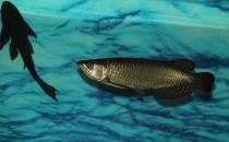 澳洲星點(diǎn)龍魚怎么養(yǎng)？澳洲星點(diǎn)龍魚的生存環(huán)境