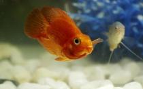 金剛鸚鵡魚的簡(jiǎn)介-金剛鸚鵡魚的常見疾病