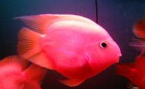 金剛鸚鵡魚怎么養？金剛鸚鵡魚的壽命