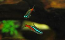 霓虹燈的簡介-霓虹燈魚如何繁殖？