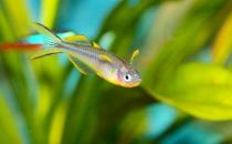 霓虹燈魚怎么養？霓虹燈的飼養方法