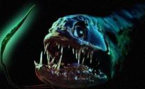 深海龍魚(yú)怎么養(yǎng)？深海龍魚(yú)的特征