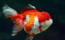 獅子頭金魚是什么？獅子頭金魚如何挑選？