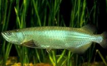 星點龍魚的簡介-星點龍魚如何繁殖？