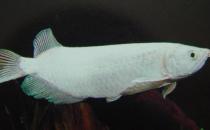 星點龍魚吃什么？星點龍魚怎么養(yǎng)？