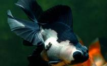 熊貓蝶尾金魚的簡介-熊貓蝶尾金魚飼養環境