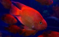 血紅鸚鵡怎么養(yǎng)？血紅鸚鵡的常見病