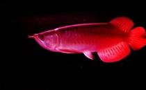 印尼辣椒紅龍魚(yú)怎么養(yǎng)？印尼辣椒紅龍魚(yú)特征