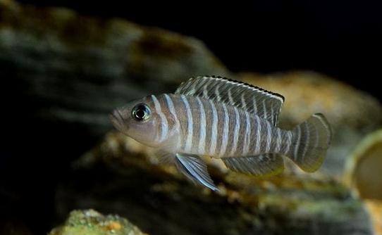 斑馬貝的簡介-斑馬貝有什么特征？