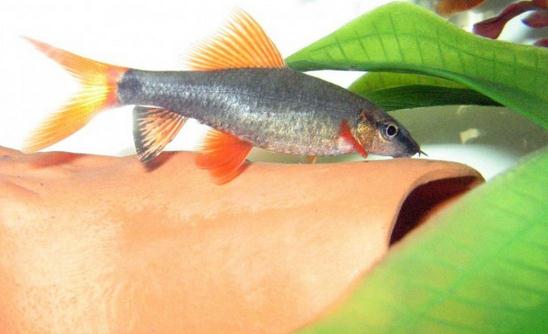 彩虹鯊的簡介-彩虹鯊的體型特征