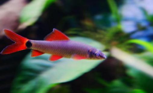 彩虹鯊怎么養?彩虹鯊的飼養環境有什么要求?