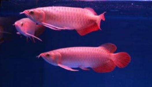 帝王辣椒紅龍魚怎么養？帝王辣椒紅龍魚如何挑選？