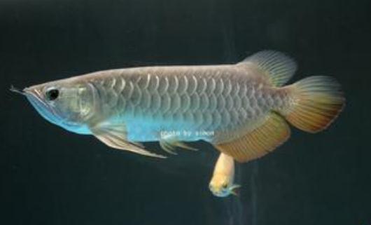 高背金龍魚的簡介-高背金龍魚的配對方法