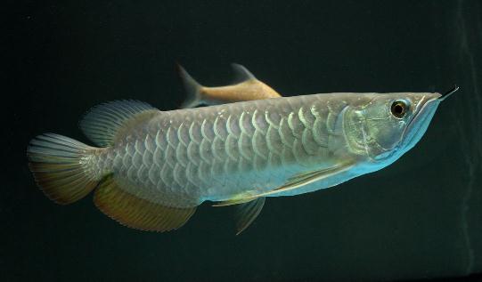 高背金龍魚怎么養？高背金龍魚的特點