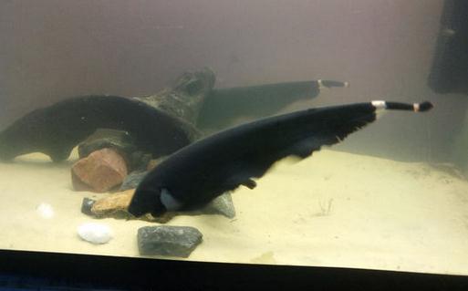 黑魔鬼怎么養?黑魔鬼如何繁殖?