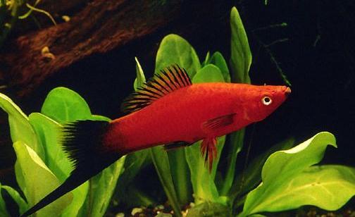 紅劍魚(yú)的簡(jiǎn)介-紅劍魚(yú)的特征