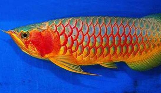 紅辣椒龍魚怎么養？紅辣椒龍魚養殖方法