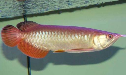 紅尾金龍魚(yú)怎么養(yǎng)？紅尾金龍魚(yú)的價(jià)格