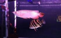 寶石龍魚怎么養？寶石龍魚的常見病