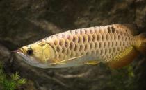 背金龍魚的簡(jiǎn)介-背金龍魚的體型特征