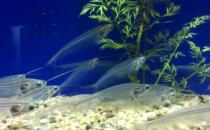 玻璃貓魚怎么養？玻璃貓魚的飼養環境