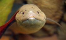 非洲肺魚怎么養？非洲肺魚的生存環境