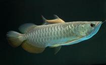 高背金龍魚怎么養？高背金龍魚的特點