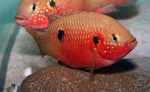 紅寶石魚的簡(jiǎn)介-紅寶石魚的品種