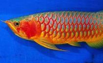 紅辣椒龍魚怎么養(yǎng)？紅辣椒龍魚養(yǎng)殖方法