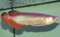 紅尾金龍魚怎么養？紅尾金龍魚的價格