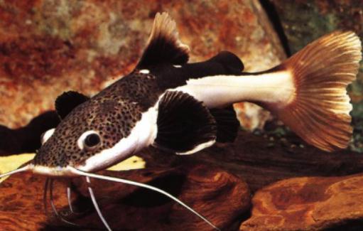 紅尾鯰怎么養?紅尾鯰的飼養方式