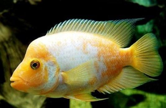 火鶴魚的簡介-火鶴魚的養殖環境