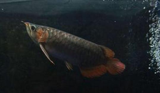 尖嘴青龍魚的品相標(biāo)準(zhǔn)-尖嘴青龍魚怎么養(yǎng)？