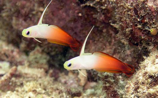 雷達魚怎么養(yǎng)?雷達魚的壽命