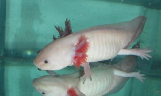 六角龍魚吃什么？六角龍魚怎么養？