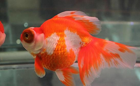 龍睛金魚怎么挑選？龍睛金魚怎么養？