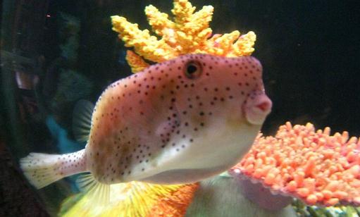 木瓜魚怎么養(yǎng)?木瓜魚的飼養(yǎng)環(huán)境