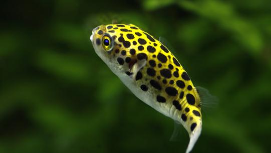 潛水艇魚怎么養?潛水艇魚選魚技巧