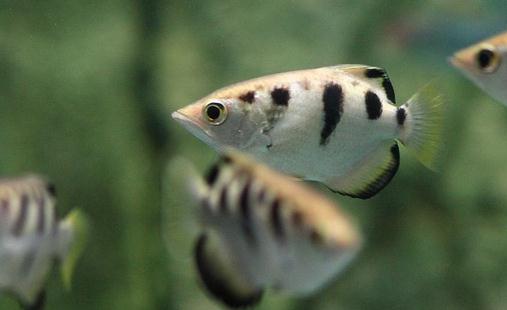 射水魚怎么養？射水魚的品種