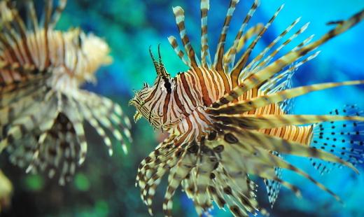 獅子魚怎么養?獅子魚的生存環境