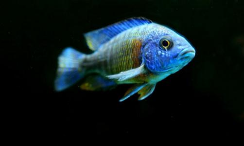 小精靈魚(yú)的簡(jiǎn)介-小精靈魚(yú)的體型特征