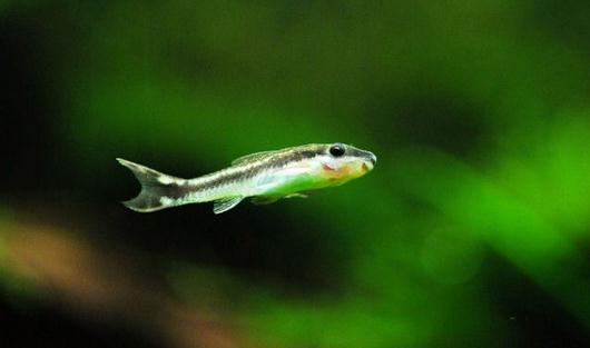 小精靈魚怎么養(yǎng)？小精靈魚的飼養(yǎng)方式