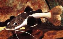 紅尾鯰怎么養(yǎng)？紅尾鯰的飼養(yǎng)方式