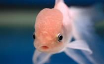 火鶴魚怎么養(yǎng)？火鶴魚的體型特征