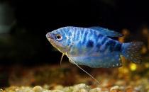 藍(lán)龍魚的生存環(huán)境-藍(lán)龍魚的簡介