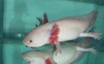 六角龍魚吃什么？六角龍魚怎么養？