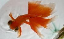 龍睛金魚的挑選標準-龍睛金魚的簡介