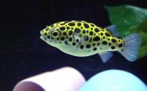 潛水艇魚的簡(jiǎn)介-潛水艇魚的體型特征